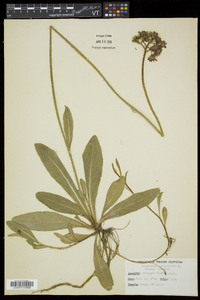 Hieracium aurantiacum image