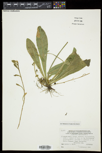 Hieracium aurantiacum image