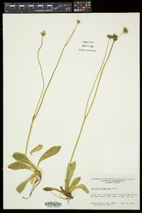 Hieracium × flagellare image