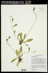 Hieracium pilosella image