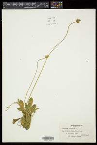 Hieracium pilosella image