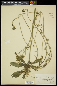 Hieracium praealtum image