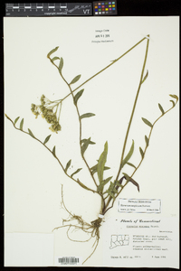 Hieracium caespitosum image