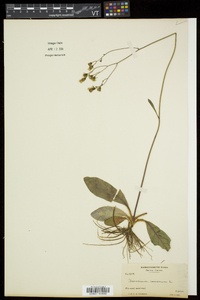 Hieracium venosum image