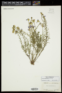 Ionactis linariifolia image