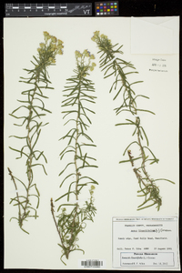 Ionactis linariifolia image