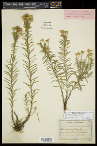 Ionactis linariifolia image