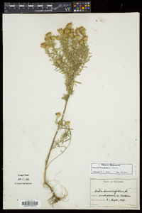 Ionactis linariifolia image