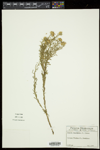 Ionactis linariifolia image