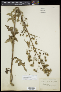 Lactuca biennis image