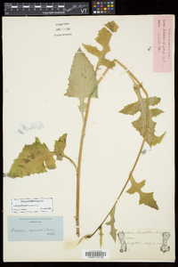 Lactuca biennis image