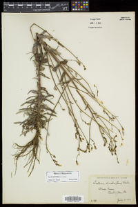 Lactuca biennis image