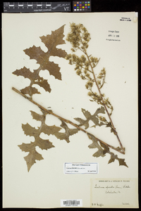 Lactuca biennis image