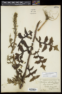 Lactuca biennis image