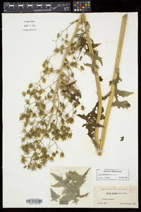 Lactuca biennis image