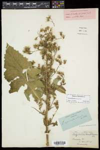 Lactuca biennis image