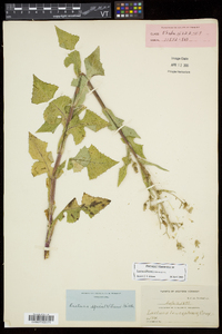 Lactuca biennis image