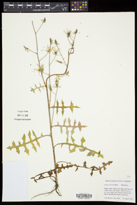 Lactuca hirsuta image