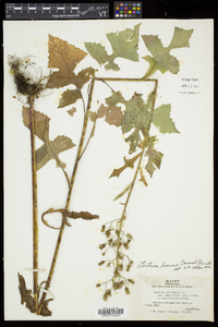 Lactuca biennis image