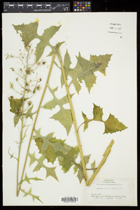 Lactuca biennis image