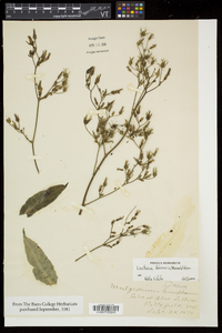 Lactuca biennis image