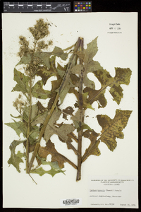 Lactuca biennis image