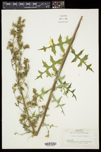 Lactuca biennis image