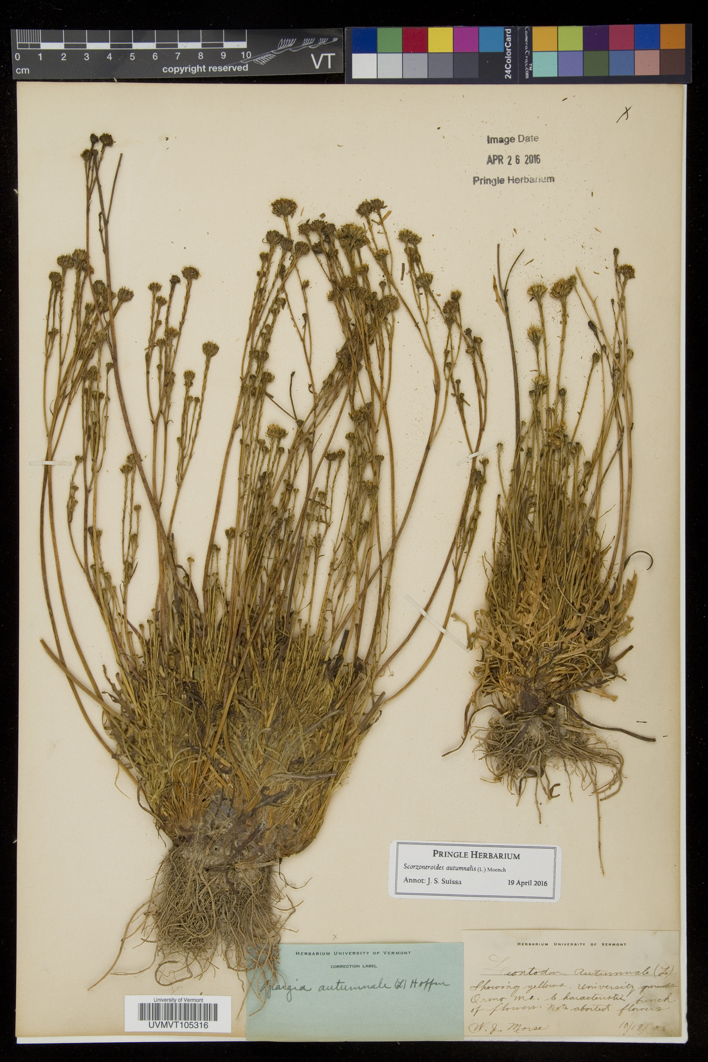 Scorzoneroides autumnalis image