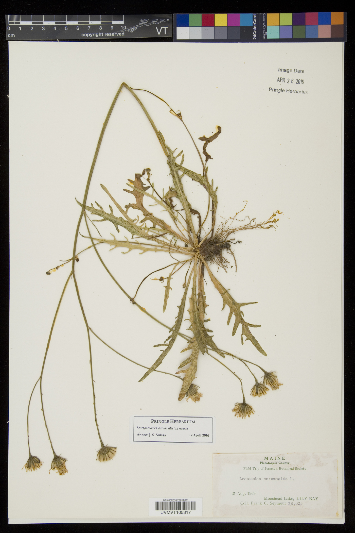 Scorzoneroides autumnalis image