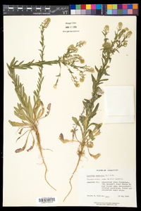 Lepidium campestre image