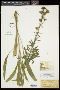 Liatris novae-angliae image