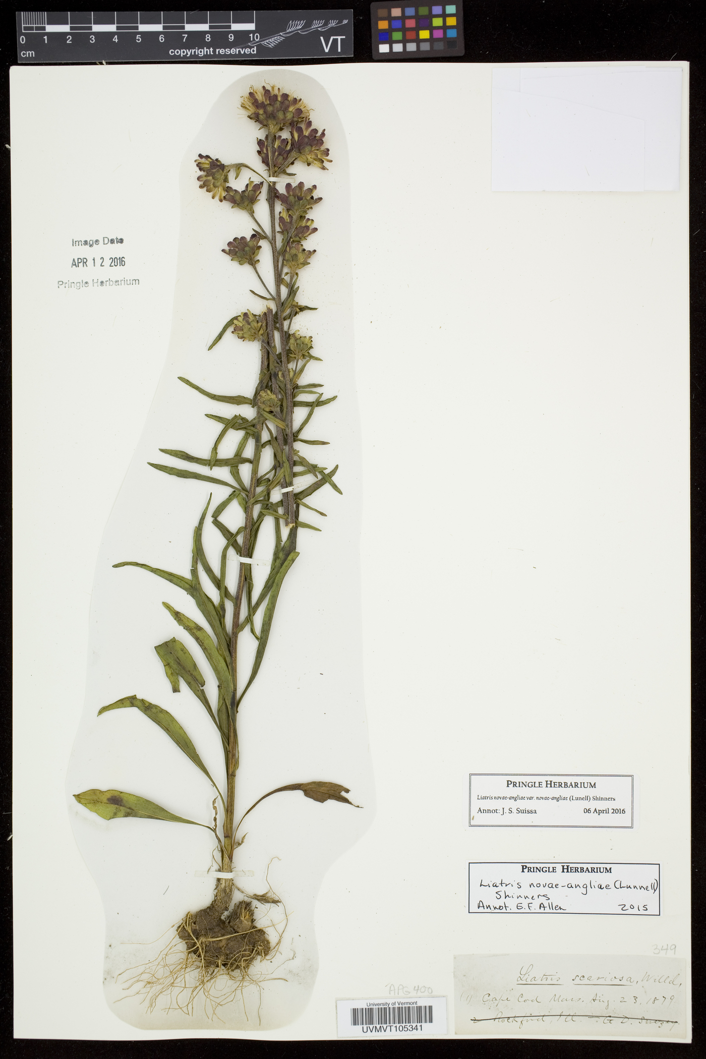 Liatris novae-angliae image