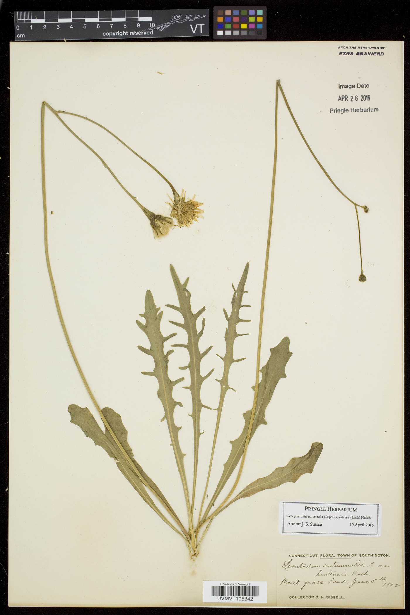 Scorzoneroides autumnalis image