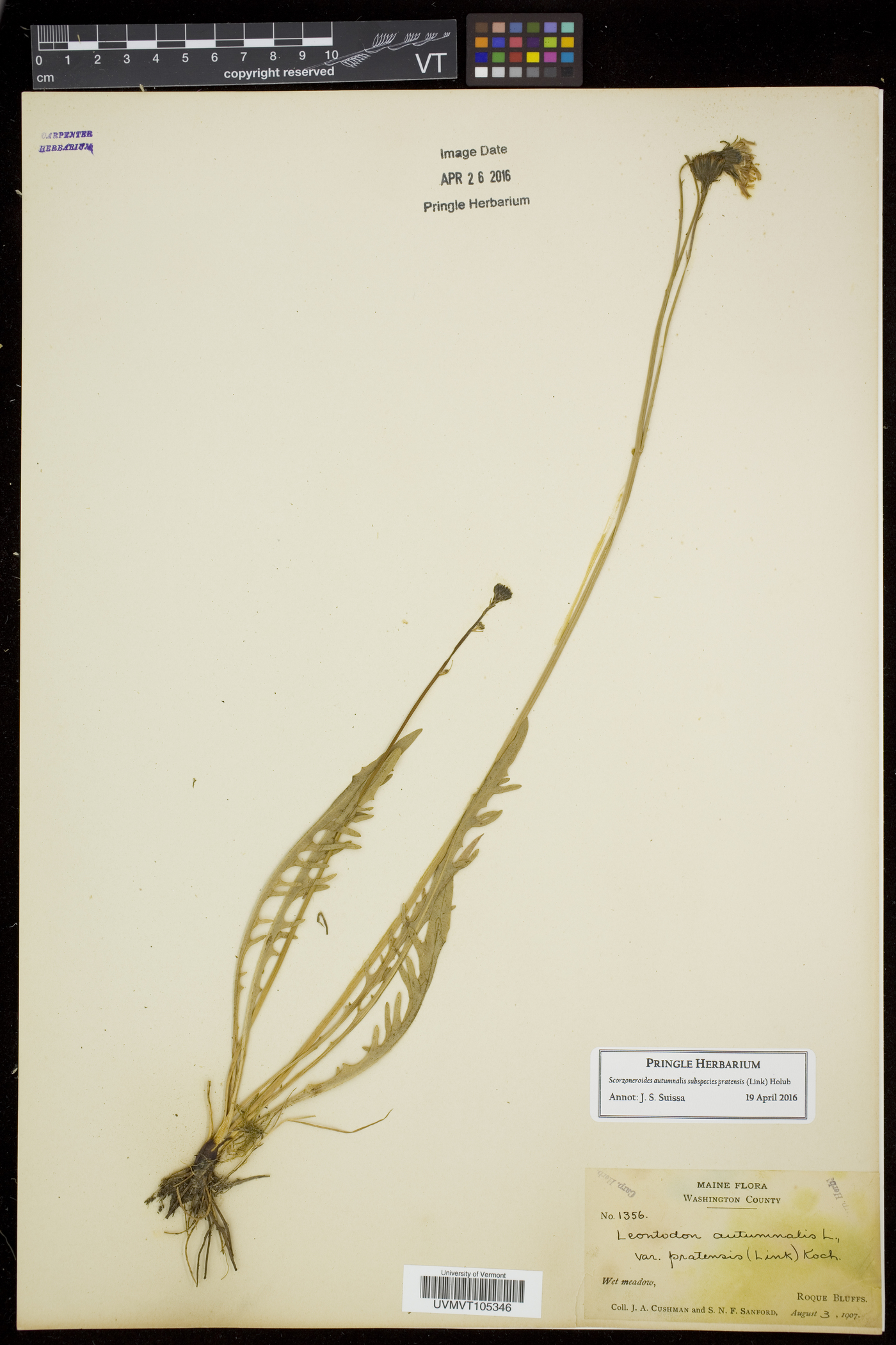 Scorzoneroides autumnalis subsp. autumnalis image