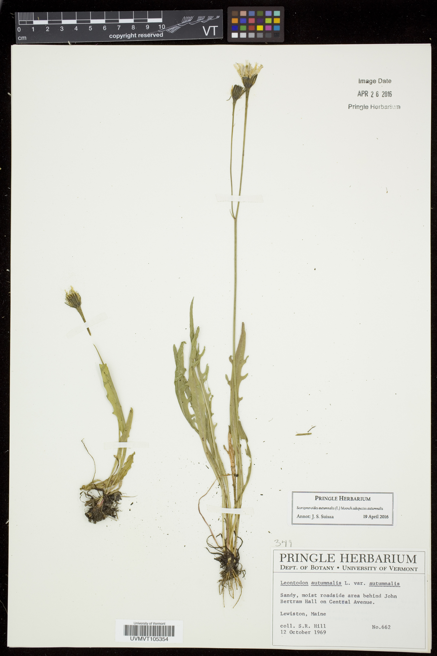 Scorzoneroides autumnalis image