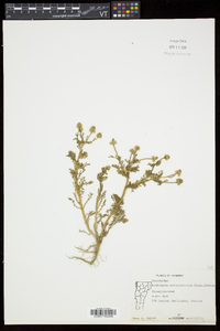 Matricaria discoidea image