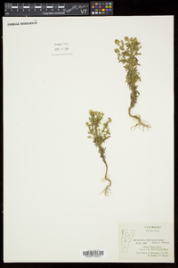 Matricaria discoidea image