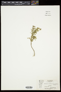 Matricaria discoidea image