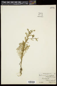 Matricaria discoidea image