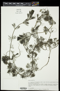 Bidens beckii image