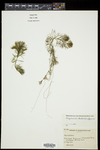 Bidens beckii image