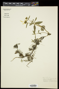 Bidens beckii image