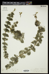 Bidens beckii image