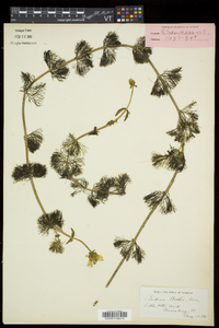 Bidens beckii image