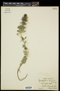 Bidens beckii image