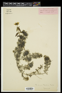 Bidens beckii image