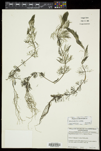 Bidens beckii image