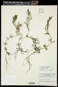 Bidens beckii image