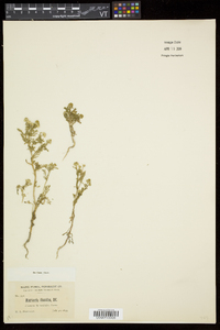 Matricaria discoidea image