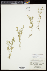 Matricaria discoidea image